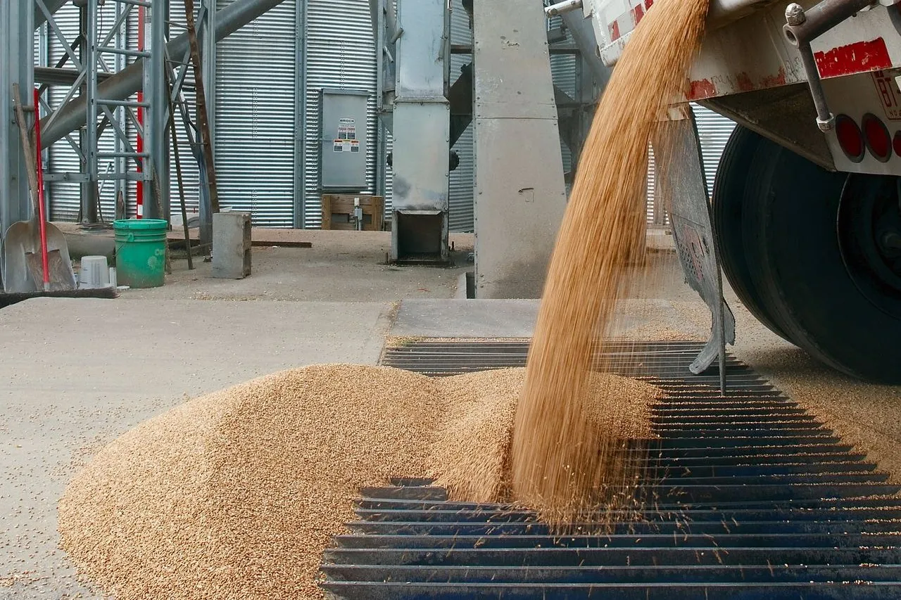Grain pouring from a trailer onto a heap beside storage silos, dust lifting off the stream.