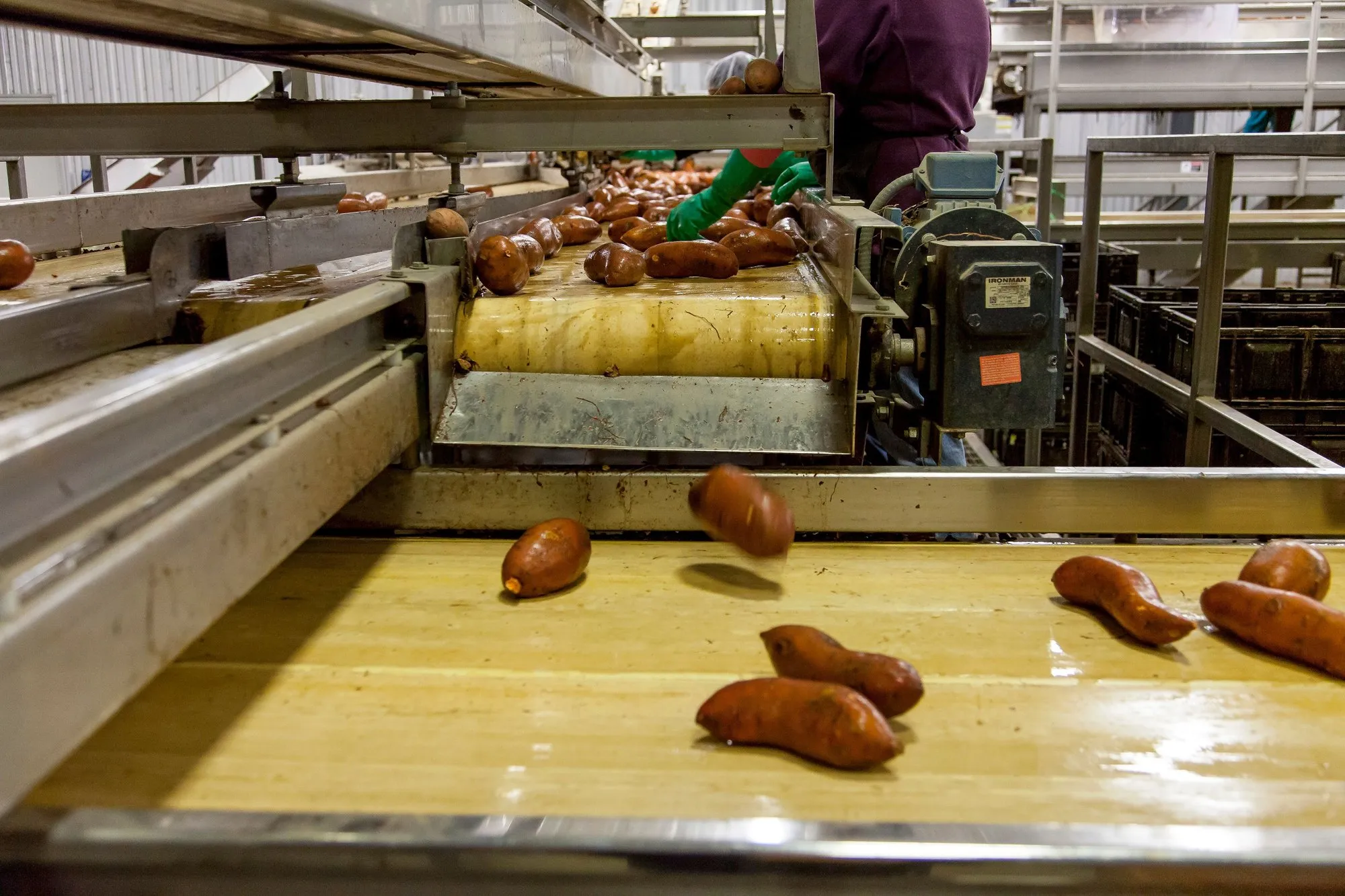 Sweet potatoes moving along a conveyor in a food packing line, a worker sorting at the belt.